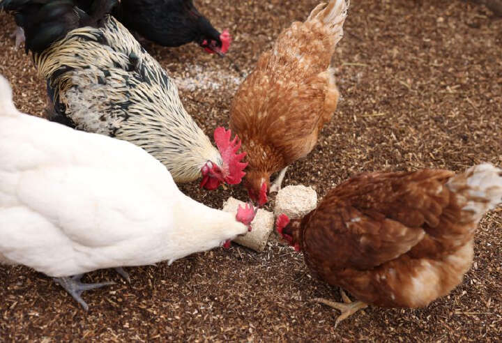 KERBL Dinkelspelzenbriketts